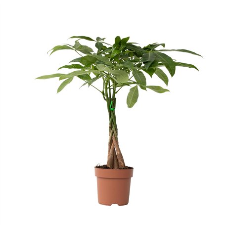 Plant in a Box - Pachira Aquatica - plante d'intérieur - Arbres à monnaie - Pot 17cm - Hauteur 60-70cm
