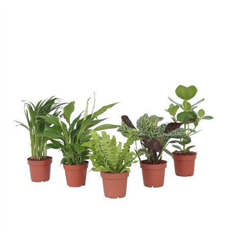 Plant in a Box - Plantes d'intérieur purificatrices d'air - Mix de 5 Plantes - Pot 12cm - Hauteur 25-40cm