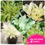 3 plantes vivaces d'hosta