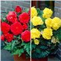 Collection de cascades de bégonias jaunes et rouges