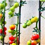Jisrcha 60 Clips pour Plantes - Pinces À Plantes Grimpantes pour Tomates, Rosiers, Concombres et Autres Plantes Grimpantes, Très