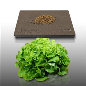 500 graines à semer - Le Grenier d'Abondance - LAITUE A COUPER Feuille de Chêne Blonde - Lactuca sativa