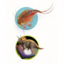 Clementoni - 52566 - Triops et le monde des dinosaures 60,99 €