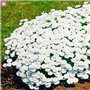 30 Pcs Thym Rampant Ou Multi-Couleur Rock Cress Vivace Fleur Couvre-sol Fleur Jardin Dcoration Graines: 3