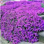 30 Pcs Thym Rampant Ou Multi-Couleur Rock Cress Vivace Fleur Couvre-sol Fleur Jardin Dcoration Graines: 3