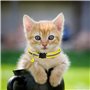 5 pièces étiquette d'adresse collier de chat collier de chien pour chiens de chat, collier petites étiquettes d'animaux d'identi