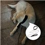 CVDYWDJIE 1 Laisse pour Animaux De Compagnie, 1 Collier pour Animaux De Compagnie, Laisse pour Chien en Métal, Ensemble De Prome