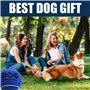 AMA SPORT INSUM -D606 - Balles de Tennis pour Chiens (6,35 cm) - Taille M - Multicolore - Lot de 12 - Rebond Adapté - Haute Visi