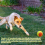 WANDGU Lot de 6 balles de tennis : balles de tennis pour chien & entraînement avancé en polyester avec sac en filet pour l'agili