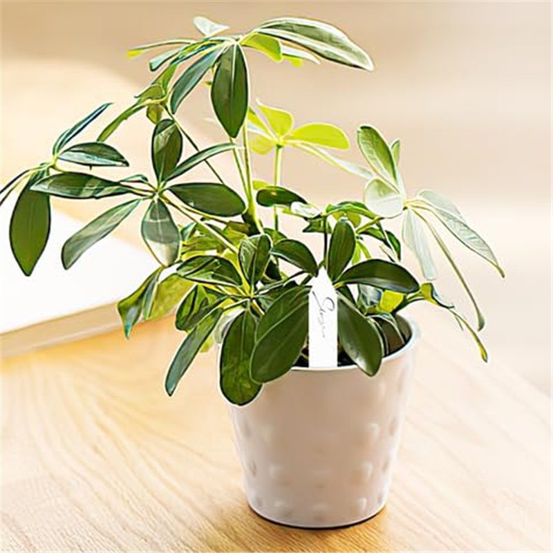 Grattoir à Pâte en Plastique Coupe pâte