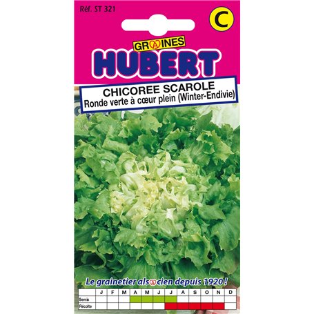 Graines de Chicorée Scarole Ronde Verte à Coeur Plein - 4 grammes