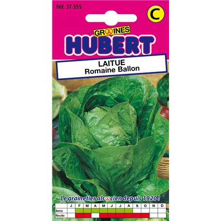 Graines de Laitue Romaine Ballon - 3 grammes