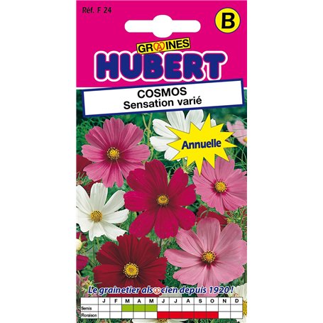 Graines de Cosmos Sensation varié - 2 grammes