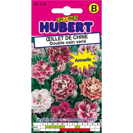Graines d'Oeillet de Chine Double nain varié - 0