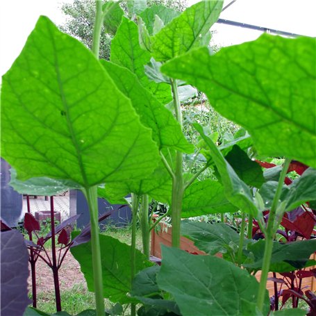 liquide de refroidissement avec bague d'étanchéité à 2 pins - numéros OE 0005425118