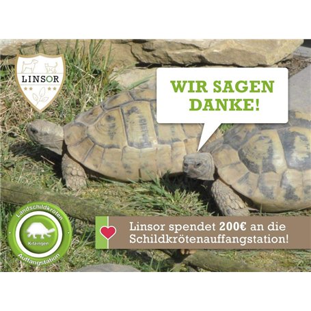 ZWILLING Rabot à callosités (Lame tranchante pour l'élimination des callosités