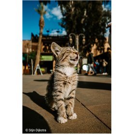 BRILLIANT TOOLS BT031048 Tournevis plat