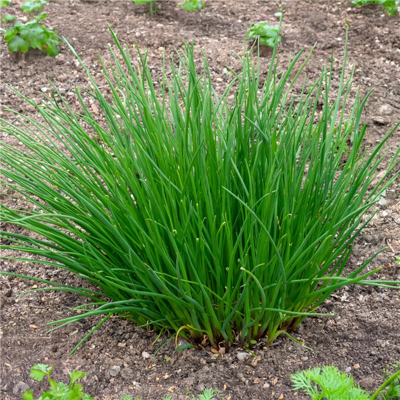 Pierre Cardin® Renee Set de stylo à bille et stylo bille avec gravure | Étui de qualité supérieure | Cadeau personnalisé | Nom |