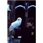Harry Potter à l'école des sorciers - Année 1 - Le monde des Sorciers de J.K. Rowling - 4K Ultra-HD [4K Ultra-HD + Blu-ray + Dig