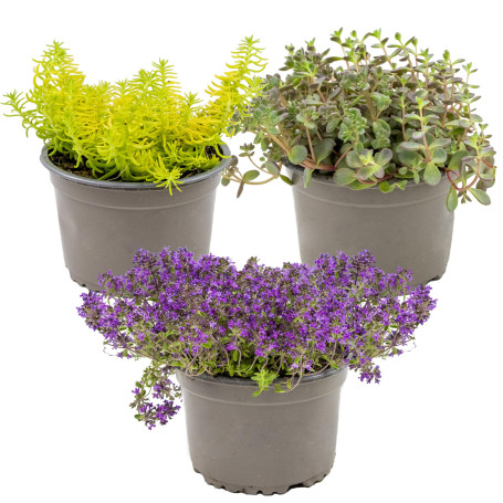 Bloomique - Lot de 3 - Sedum - Orpin - Plantes de jardin - Résistante au gel - Persistante - 10-15 cm de haut - Pot 14 cm