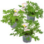 Bloomique - Lot de 3 - Pelargonium Graveolens - Géranium citronné - Anti-moustique - Parfumé - Plantes de jardin - Hauteur 15-30