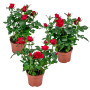 Bloomique - Lot de 3 - Rosier Nain Rouge - Plantes d’intérieur & extérieur - Terrasse & Jardin - Rustique - 20-30 cm de Haut - P