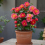 Plant in a Box - Camellia japonica 'Lady Campbell' - Rouge - Plante vivace - Rose japonaise - Plante de jardin - Pot 19cm - Haut