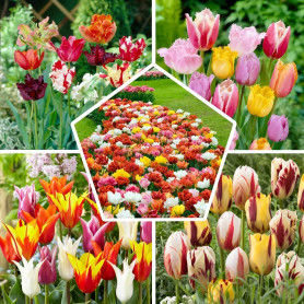 Mélange de Bulbes de Tulipes de Printemps - 50 Bulbes - Tulipes Exclusives des Pays-Bas - 15 Variétés - Rustiques et Vivaces - T