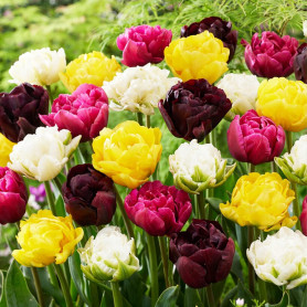 Mélange de tulipes doubles, 25 Bulbes de tulipes exclusifs de Hollande, Au moins 5 variétés et couleurs différentes, Bulbe résis