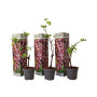 Plant in a Box - Plants de raisin - Set de 3 - Vitis Vinifera - Raisin Rouge - Vigne 'pinot gris' - Pot 9cm - Hauteur 25-40cm