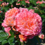 Plante des Rose roses (1 plante parfumée), grandes vivaces rustiques, plantes de Hollande pour le jardin et le pot (pas de grain