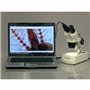 AmScope 20 x 40 x 80 x Home School de Dissection pour étudiants Microscope binoculaire stéréo avec Transmission Incident Double 