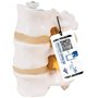 3B Scientific® Modèle de 3 Vertèbres Lombaires – Segment Vertébral Taille Réelle avec Disques Intervertébraux