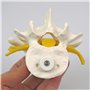 3B Scientific® Modèle de 3 Vertèbres Lombaires – Segment Vertébral Taille Réelle avec Disques Intervertébraux, Montage Flexible 