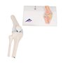 3B Scientific® Mini Articulation du Genou avec Coupe Transversale – Modèle Anatomique Humain Demi-Taille + Smart Anatomy App (Ga