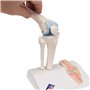 3B Scientific® Mini Articulation du Genou avec Coupe Transversale – Modèle Anatomique Humain Demi-Taille + Smart Anatomy App (Ga