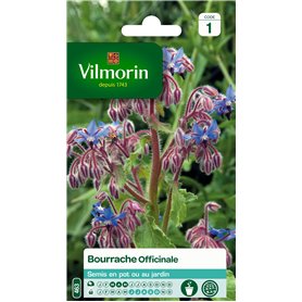 Vilmorin 5873545 Bourrache officinale Violet 9 x 0
