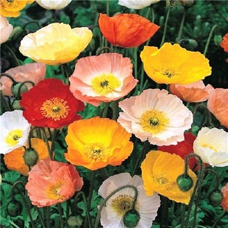 200 Graines semence fleur coquelicot pavot coloris pastel mix shirley mixed rouge orange jaune