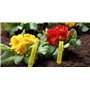Meister Lot de 20 étiquettes pour Plantes - 90 x 17 mm - Surface d'étiquetage - Matériau résistant aux intempéries - Jaune - pou