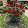 Rose Noir Magic - Lot de 2 plantes à racines nues - Deep Rouge - Noir Blüten, rustique, vivace pour Dramatic massifs