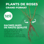 Plante des Rose Jaune (1 plante parfumée), grandes vivaces rustiques, plantes de Hollande pour le jardin et le pot (pas de grain