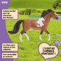 Schleich 13978 Étalon Mangalarga marchador, dès 5 Ans, Horse Club - Figurine, 4 x 18 x 11 cm