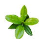 BAY SAINT THOMAS BIO - 5mL - Huile Essentielle de Qualité Premium - 100% Pure, Naturelle, garantie ChromaCert® - Chémotypée & In