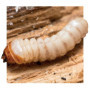 SoluGuard Traitement Larves, Vers à Bois et Termites - 500 ml - Spray contre les Insectes Xylophages détruisant le Bois - Prêt à