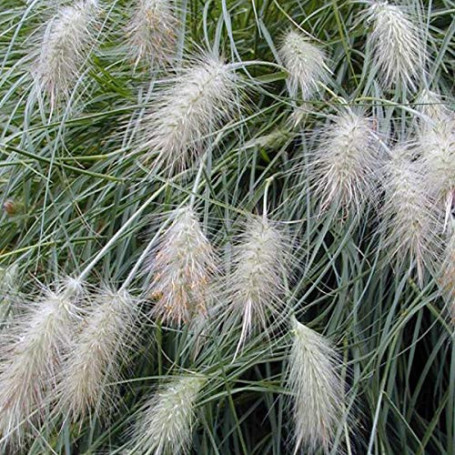 6 x Pennisetum Villosum - Herbe aux écouvillons 'Villosum' godet 9cm x 9cm