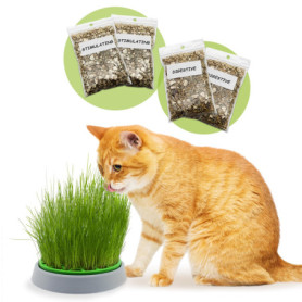 R&R SHOP - Kit Cataire Double Graines - Pot de Germination, 2 Types d'herbe à Chat, stimulante et Digestive, 4 sachets de graine