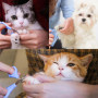 IKadiya Coupe Griffes Chat, Professionnel Coupe Ongle Chien, Très Bon Coupe Griffes pour Les Chats, pour Chat Chiot Lapin Oiseau