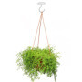 Crochets de Plafond pour Plantes suspendues, 2 Crochets de Suspension Robustes avec vis, Support Mural en métal 2 Crochets de Pl