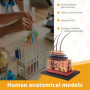 Kopinma Modèle d'Anatomie Humaine, Modèle d'anatomie de Puzzle de Peau Humaine, Modèle Anatomique pour L'enseignement Médical Sc