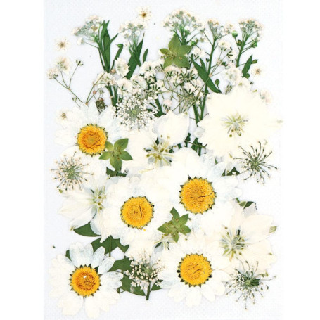 CENPEK Fleurs pressées séchées Fleurs séchées Naturelles Fleurs pressées réelles Fleurs séchées colorées pour Bijoux en résine N